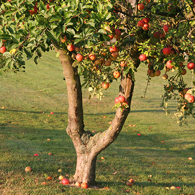 pommes sur l'arbre