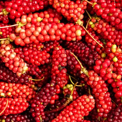 Récolte Fruits de la vitalité Baies aux cinq saveurs