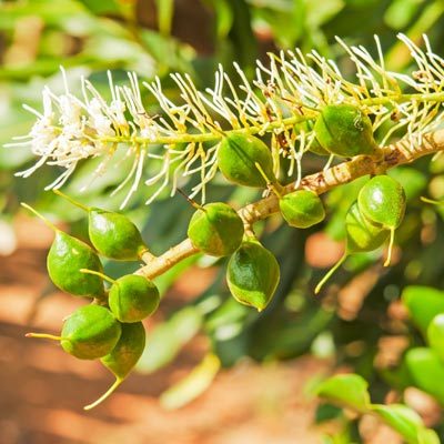 Macadamia Macadamier Noyer du Queesland Noix de Macadamia Fleur blanche Fruits