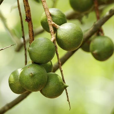 Macadamia Noix de Macadamia Fruitier Fruits à coque Branches