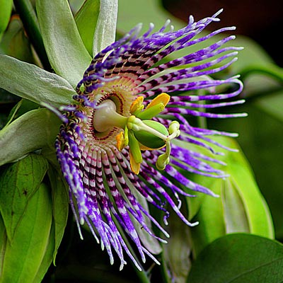 Pasiflora Passiflore Fleur violette Fruits de la passion Grenadille