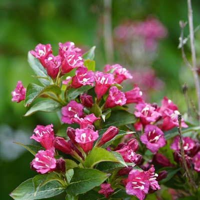 Weigelia Fleurs roses Feuillage vert caduc Plante vivace Printemps