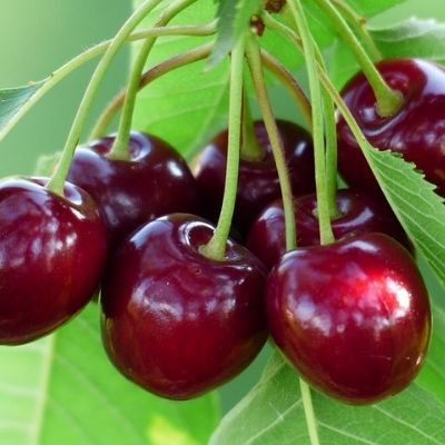 cerises sur une grappe