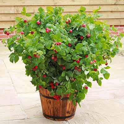 framboisier-mini-ruby