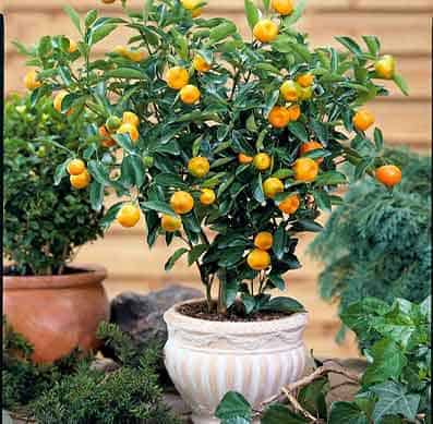 oranger-calamondin