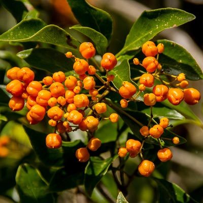 Pittosporaceae Pittosporum Baies oranges Feuillage vert persistant