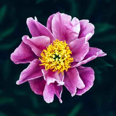 Pivoine fleurs rose