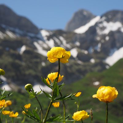 Trolle Trollius Montagne Herbe Plante vivace Herbacées Fleurs jaunes