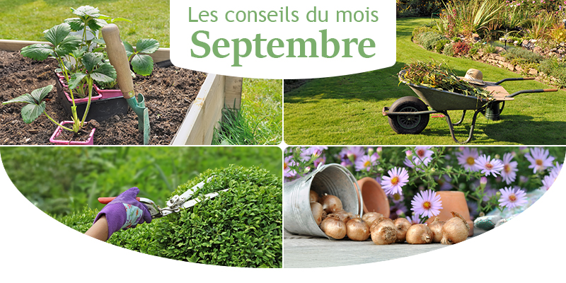 Les conseils du mois de septembre au jardin