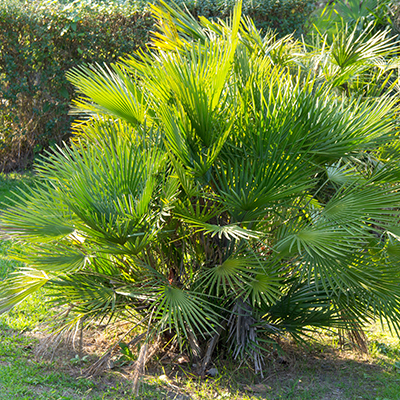 palmier nain dans le jardin