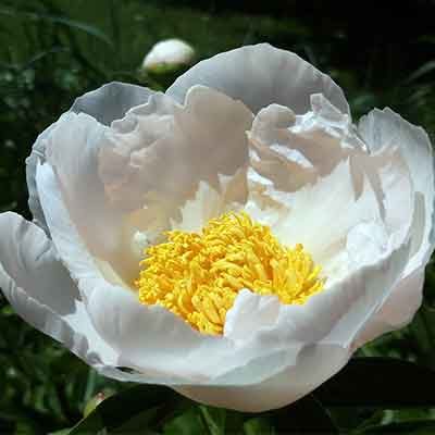 pivoine-fleur-blanche