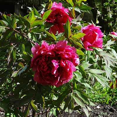 pivoine-rose-arbustive