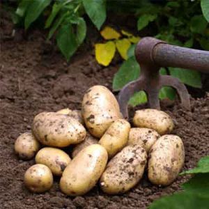 conseils potager octobre