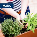 Plantes aromatiques dans un pot
