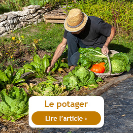 Conseils du mois de novembre au potager