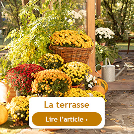 Conseils du mois de novembre sur le balcon et la terrasse