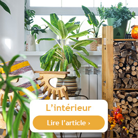 Conseils du mois de novembre à l'intérieur