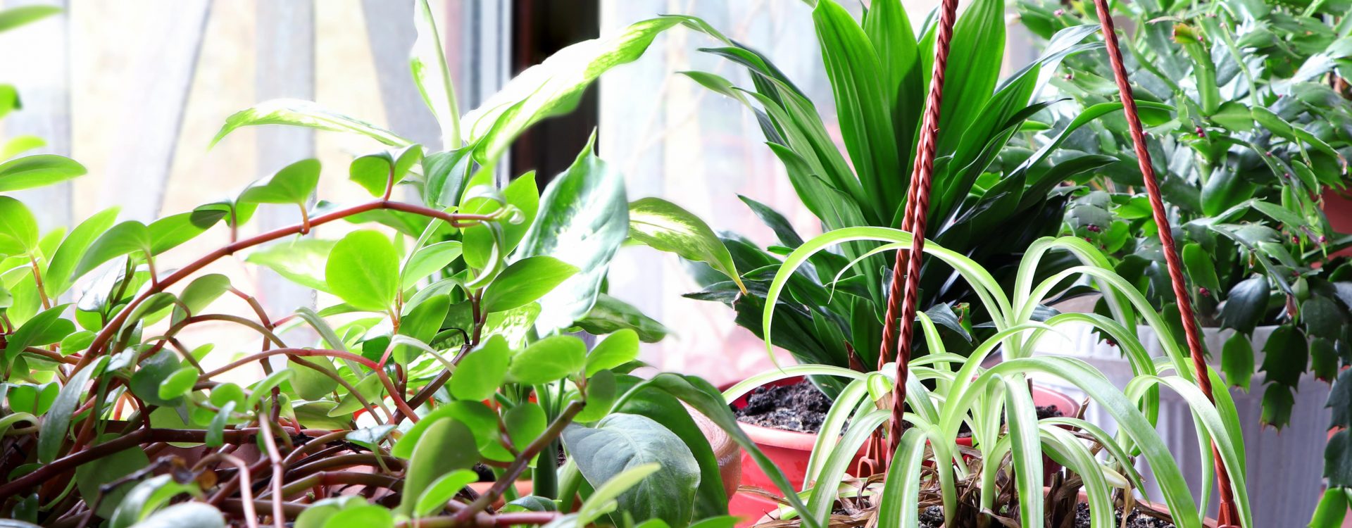 Fleurs d'intérieur dans les pots.Chlorophytum. Schlumbergera, dieffenbachia et aspidistra.Plantes d'intérieur sur un rebord de fenêtre en bois