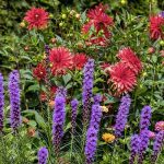 fleurs-liatris-spicata-jardin-été-association