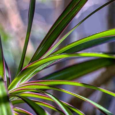 focus-feuilles-dracanea-plante-interieur