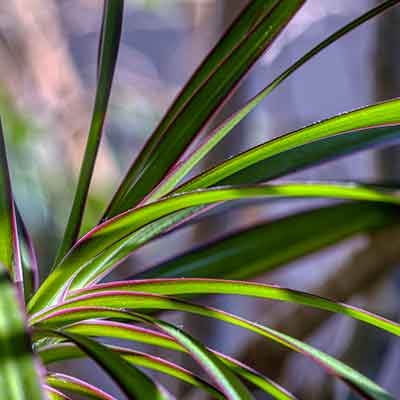 focus-feuilles-dracanea-plante-interieur