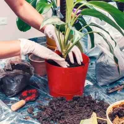 jardinier rempote un dieffenbachia dans un pot rouge