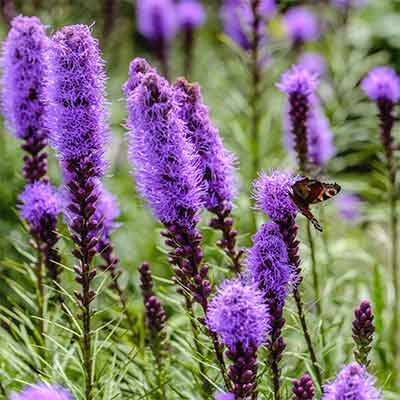papillon-pose-sur-des-fleurs-violettes-liatris-spicata