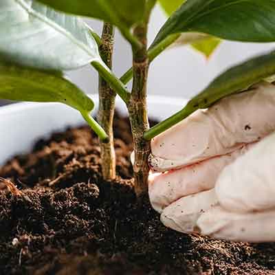 une main gantée montre la tige d'un ficus dans un pot