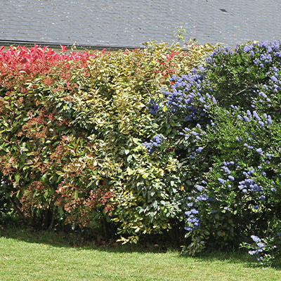 Arbustes à feuillage coloré