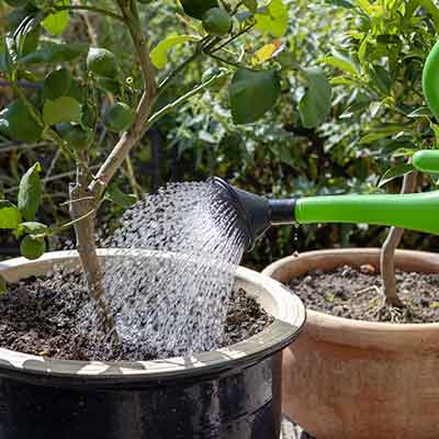 jardinier arrose une plante en pot avec un arrosoir vert
