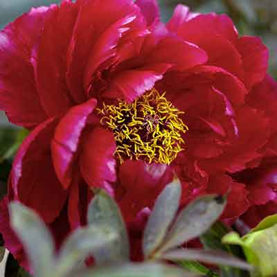 Fleur-de-Pivoine-Itoh-hybride-rouge-dans-un-jardin-de-printemps
