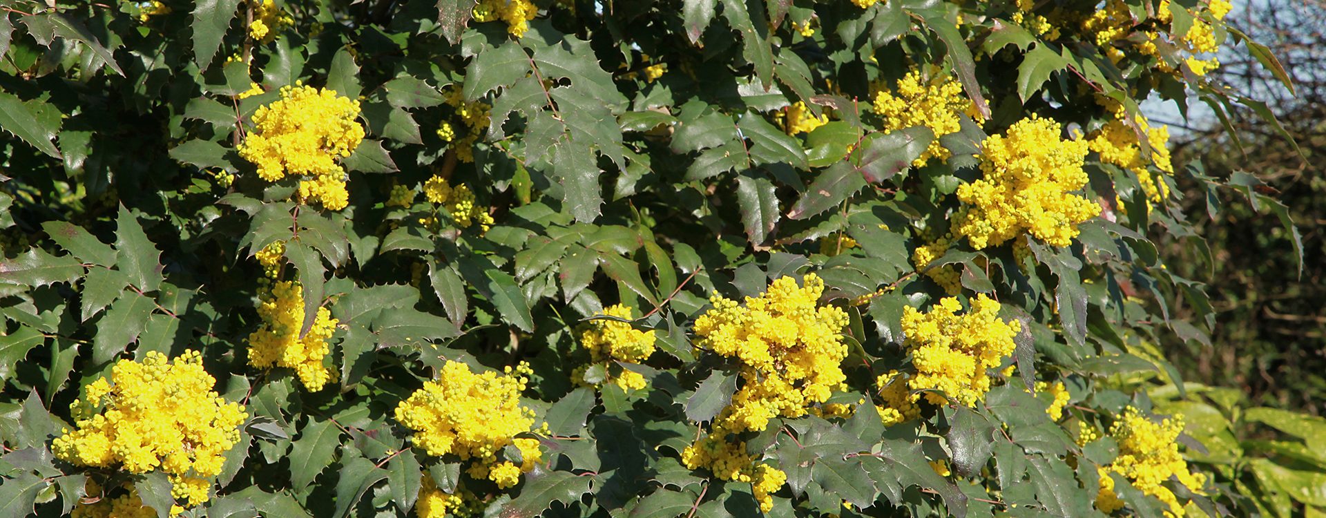 Mahonia aquifolium fleurs jaunes