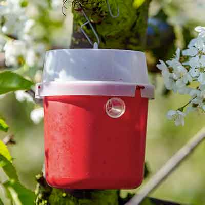 Piège-à-phéromones-rouge-et-blanc-pour-attirer-les-insectes-sur-un-cerisier-en-fleurs.