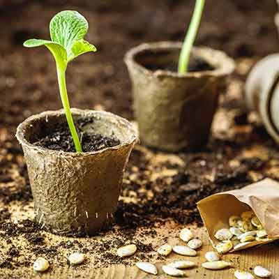 Plantation et germination de graines de courge dans des pots de tourbe biodégradables