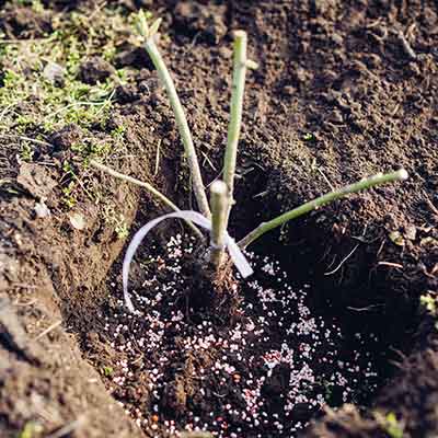 Transplantation d'un rosier dans un sol humide en ajoutant de l'engrais granulé