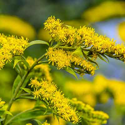 fleur-jaune-Solidago-canadensis-verge-or-canada-plante-médicinale