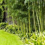 haie-de-bambous-dans-le-jardin