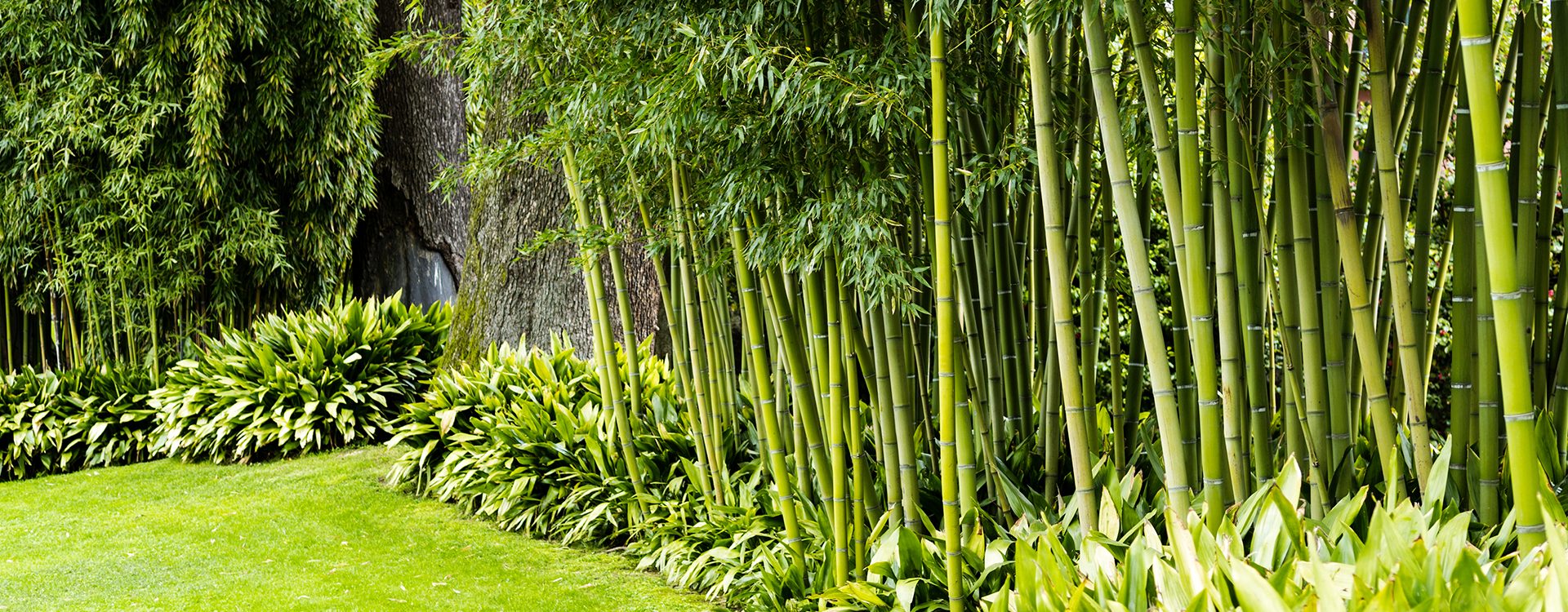 haie-de-bambous-dans-le-jardin-large