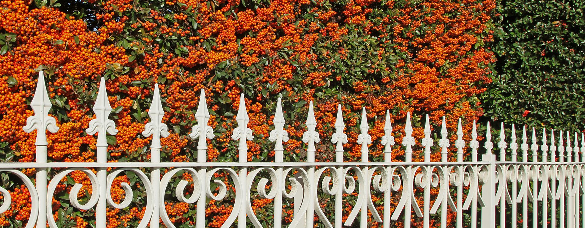 haie-de-pyracantha