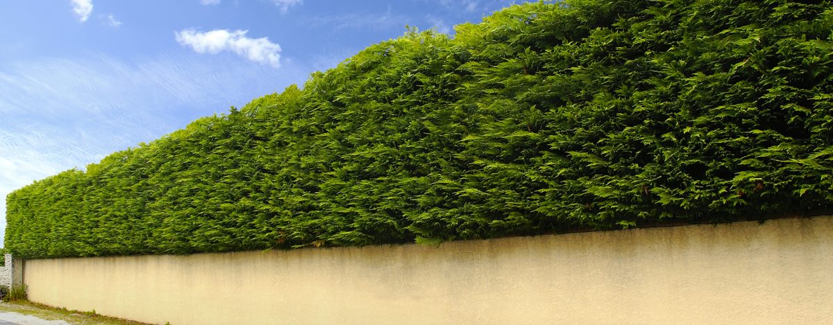 Arbre Haie Croissance Rapide