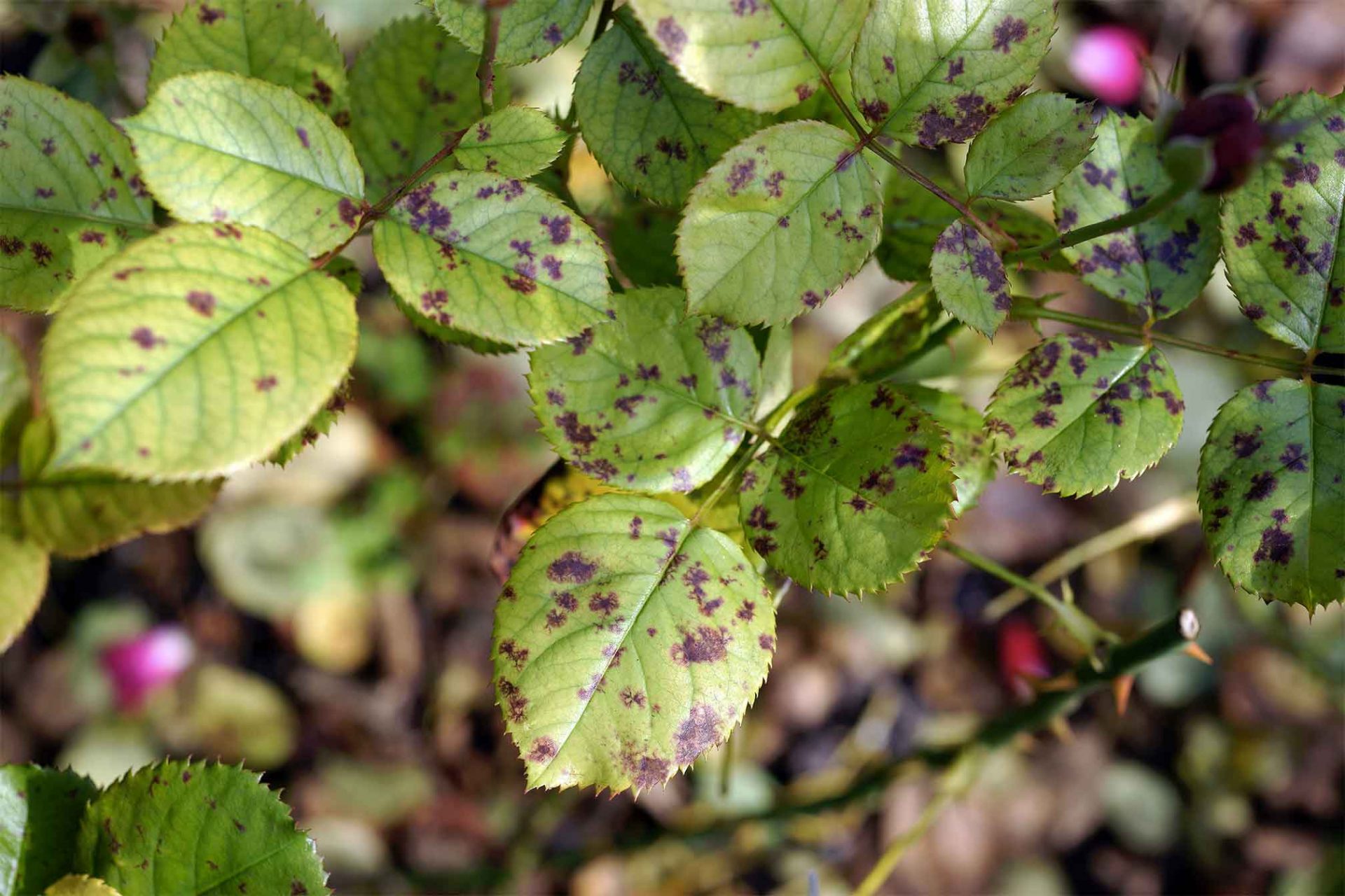 mildiou-de-la-feuille-du-rosier-peronospora-sparsa