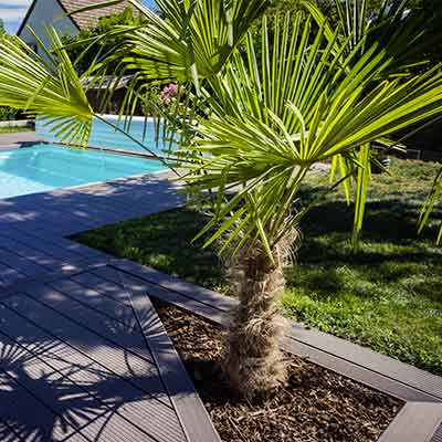 palmier-dans-un-jardin-à-côté-d'une-terrasse-et-une-piscine