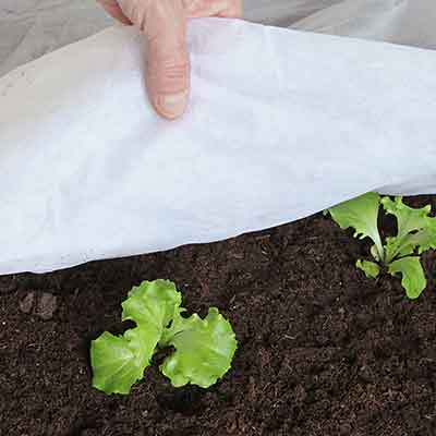 voilance-de-croissance-sur-les-plants-de-salade