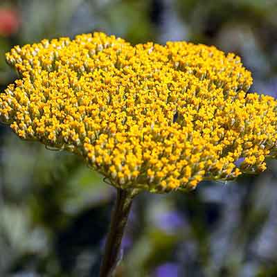 Achillée-filipendulina-Parkers-Variety-fleur-jaune