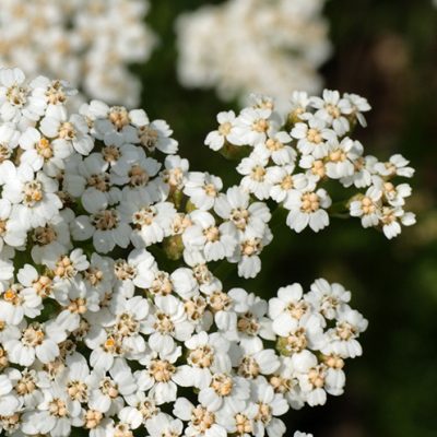 Achillée millefeuille (achillea millefolium) fleurs blanches