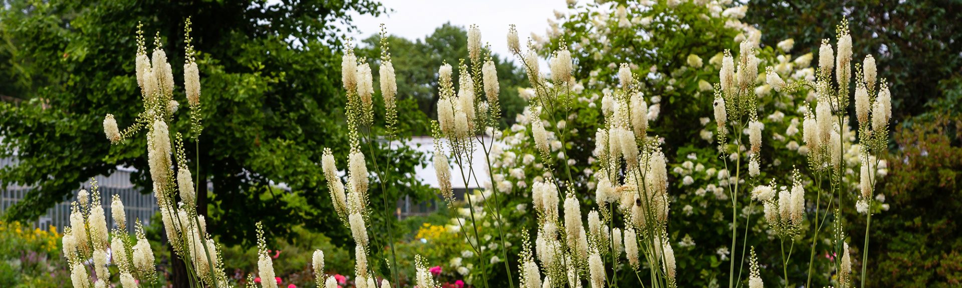 Actaea heracleifolia Actée à épis floraison blanche