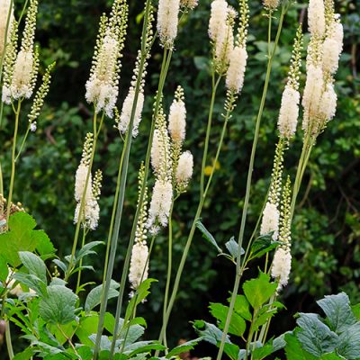 Actaea heracleifolia dans le jardin. Culture de plantes médicinales dans le jardin. Inflorescences blanches de cimicifuga racemosa en milieu naturel