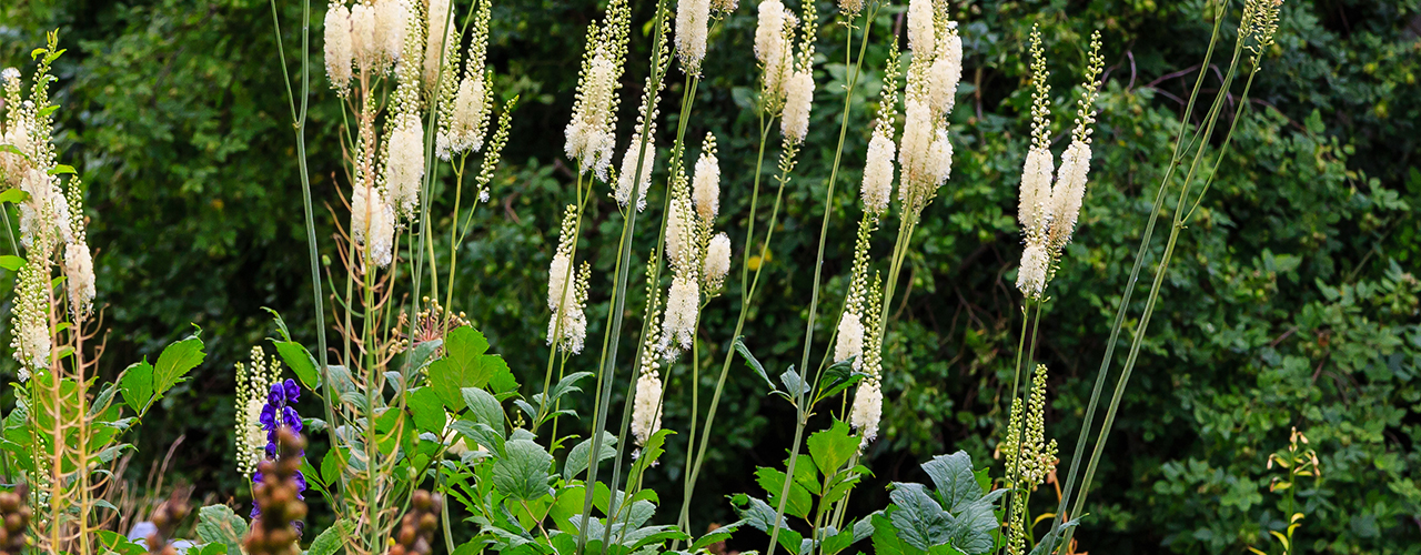 Actaea heracleifolia dans le jardin. Culture de plantes médicinales dans le jardin. Inflorescences blanches de cimicifuga racemosa en milieu naturel