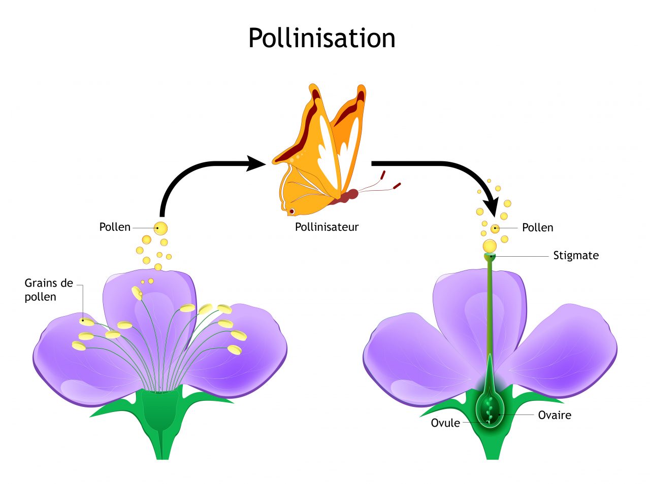 schéma pollinisation croisée