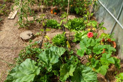 Jardinage et potager - cultures associées dans une serre : rhubarbe, poivron, laitues, tomates, fraisiers